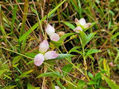 Chelone glabra, photographed by Elias