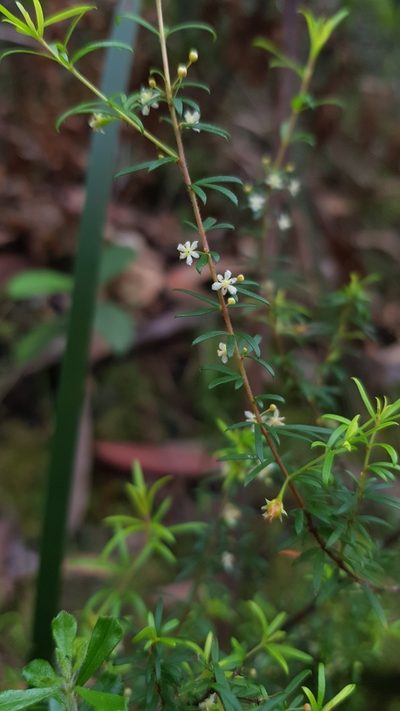 Micrantheum hexandrum, photographed by Sofia Zvolanek
