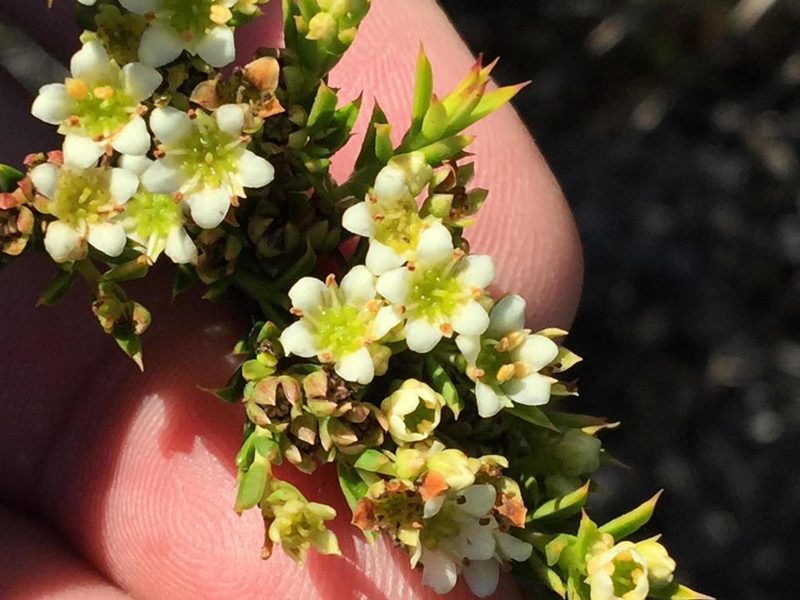 Diosma aristata, photographed by Dave U