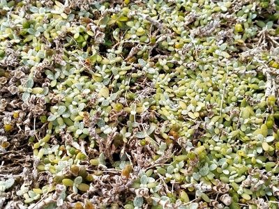Atriplex buchananii, photographed by John Barkla
