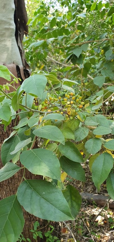 Micromelum minutum, photographed by Bethlea Bell