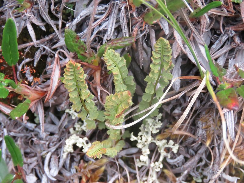Woodsia glabella, photographed by Erin Springinotic