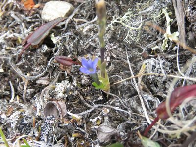 Gentiana prostrata, photographed by Erin Springinotic