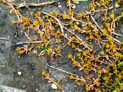 Crassula sinclairii, photographed by John Barkla