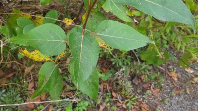 Populus balsamifera, photographed by Renato Robert