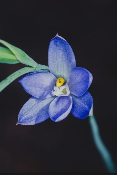 Thelymitra aemula, photographed by Robbie Graham