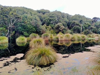 Carex secta, photographed by John Barkla