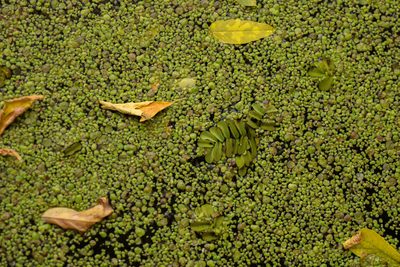 Salvinia natans, photographed by Евгений Рыбальченко