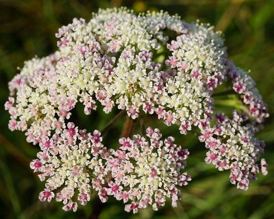 Seseli annuum, photographed by Patrick Hacker