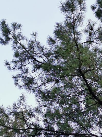 Pinus herrerae, photographed by M. Socorro González Elizondo
