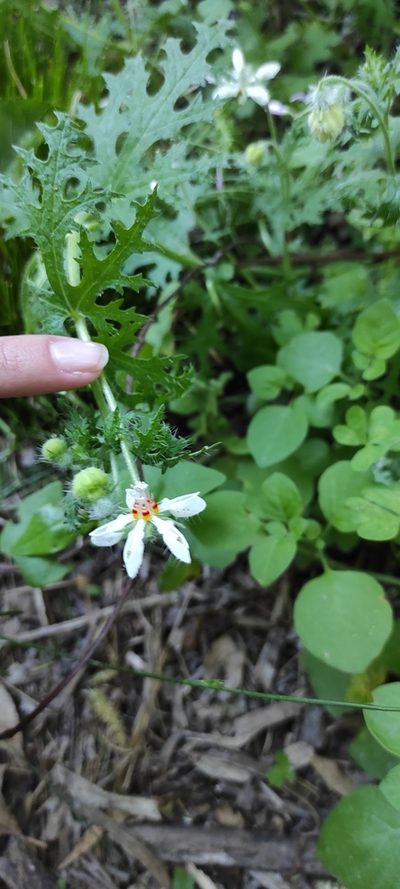 Blumenbachia insignis, photographed by Federico Muñoz