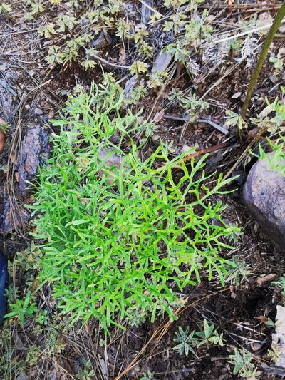 Psacalium decompositum, photographed by M. Socorro González Elizondo
