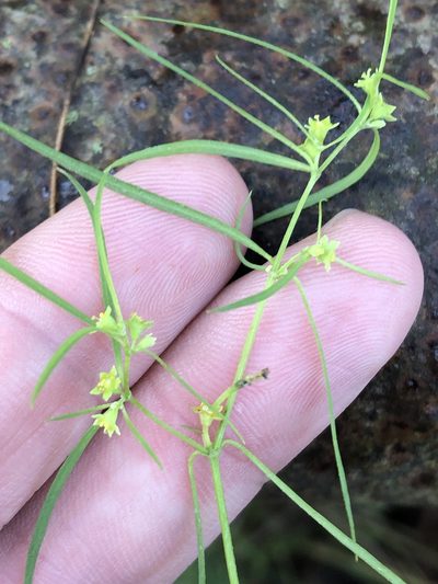 Euphorbia hexagona, photographed by Sam Kieschnick