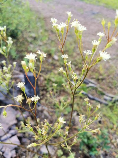 Psacalium decompositum, photographed by M. Socorro González Elizondo