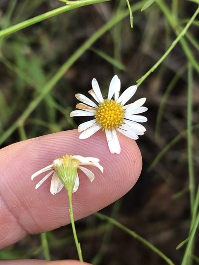 Boltonia diffusa, photographed by Sam Kieschnick