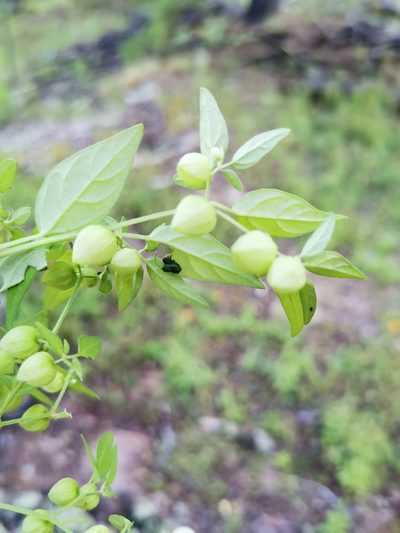 Physalis solanacea, photographed by M. Socorro González Elizondo