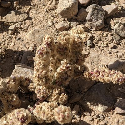 Halogeton glomeratus, photographed by Dominic Gentilcore