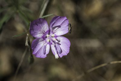Clarkia cylindrica, photographed by Craig Martin