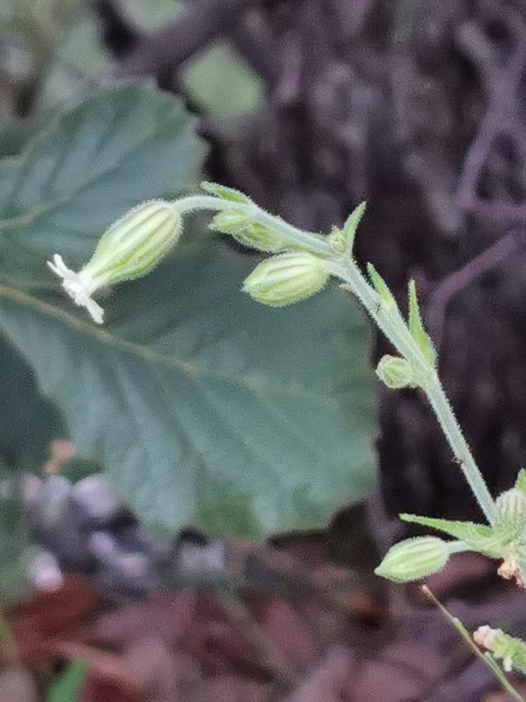 Silene thurberi, photographed by M. Socorro González Elizondo