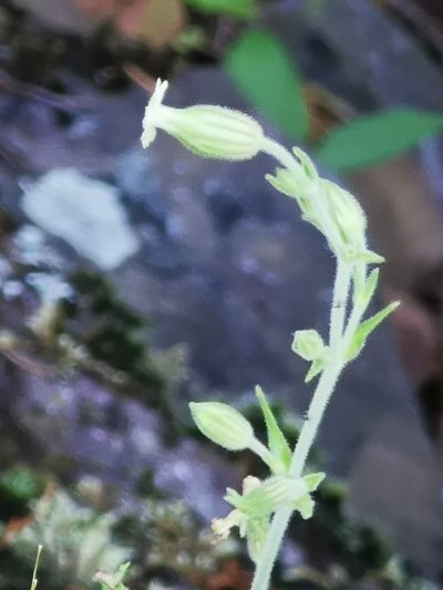 Silene thurberi, photographed by M. Socorro González Elizondo