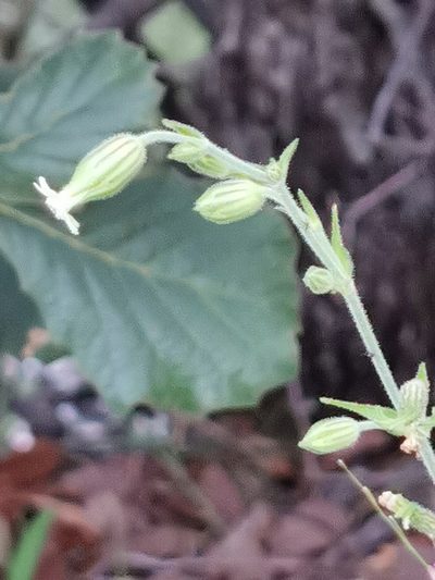 Silene thurberi, photographed by M. Socorro González Elizondo
