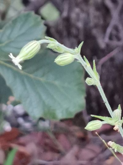 Silene thurberi, photographed by M. Socorro González Elizondo