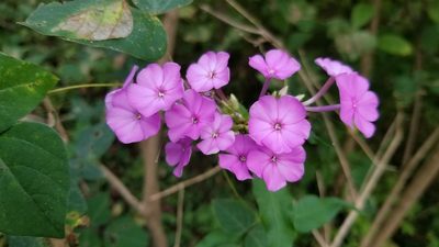 Phlox paniculata
