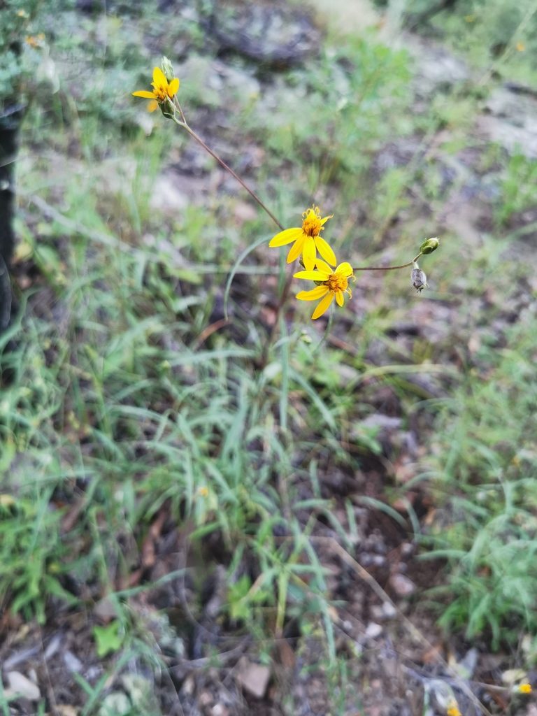 Wedelia greenmanii, photographed by M. Socorro González Elizondo