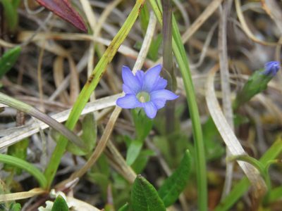 Gentiana prostrata, photographed by Erin Springinotic