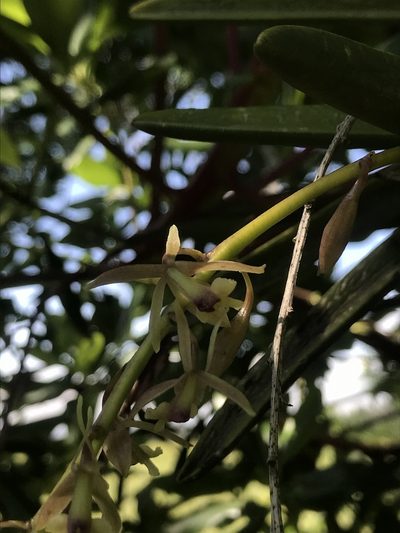 Epidendrum moritzii, photographed by Nicolás Baresch Uribe