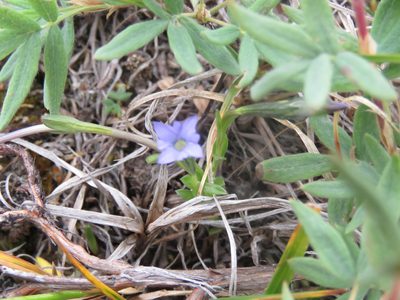 Gentiana prostrata, photographed by Erin Springinotic