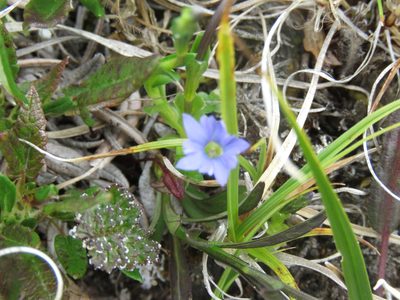 Gentiana prostrata, photographed by Erin Springinotic