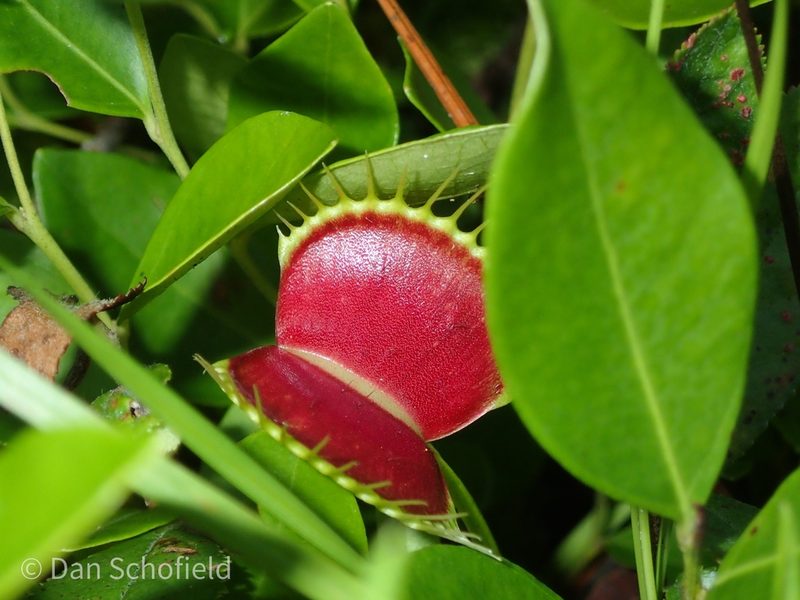 Dionaea muscipula, photographed by Dan Schofield