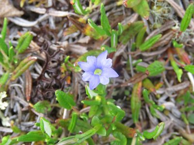 Gentiana prostrata, photographed by Erin Springinotic