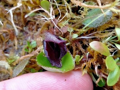 Corybas orbiculatus, photographed by John Barkla