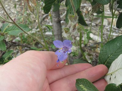 Polemonium villosum, photographed by Erin Springinotic