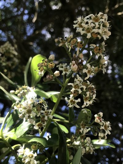 Escallonia discolor, photographed by Nicolás Baresch Uribe
