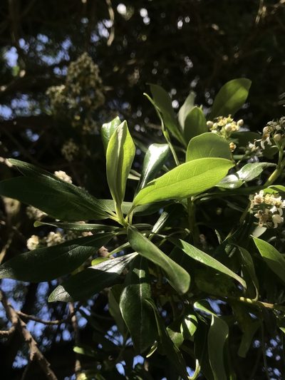 Escallonia discolor, photographed by Nicolás Baresch Uribe