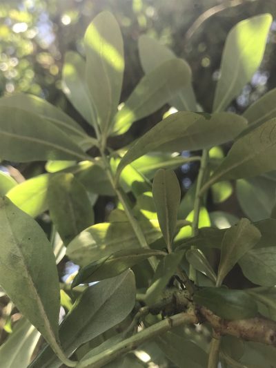 Escallonia discolor, photographed by Nicolás Baresch Uribe