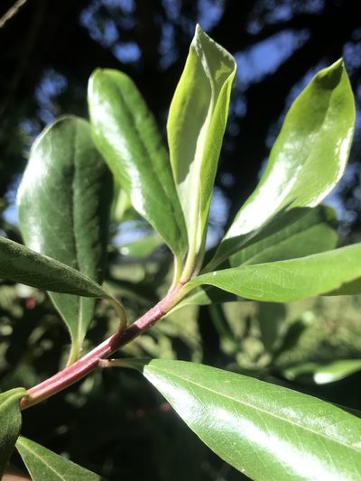 Escallonia discolor, photographed by Nicolás Baresch Uribe