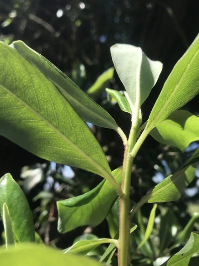 Escallonia discolor, photographed by Nicolás Baresch Uribe