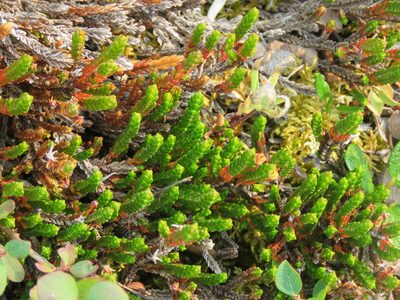 Cassiope tetragona, photographed by Erin Springinotic