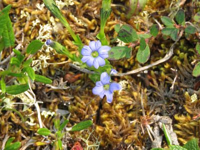 Gentiana prostrata, photographed by Erin Springinotic