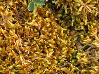 Rhytidium rugosum, photographed by Erin Springinotic