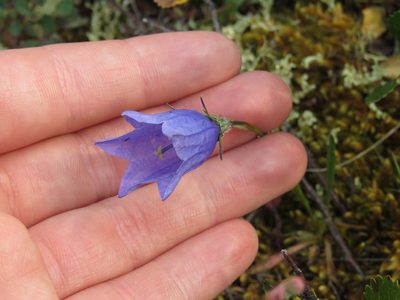 Campanula lasiocarpa, photographed by Erin Springinotic