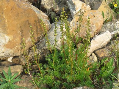 Artemisia norvegica, photographed by Erin Springinotic