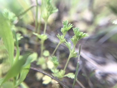 Alchemilla occidentalis, photographed by Marcus Tamura