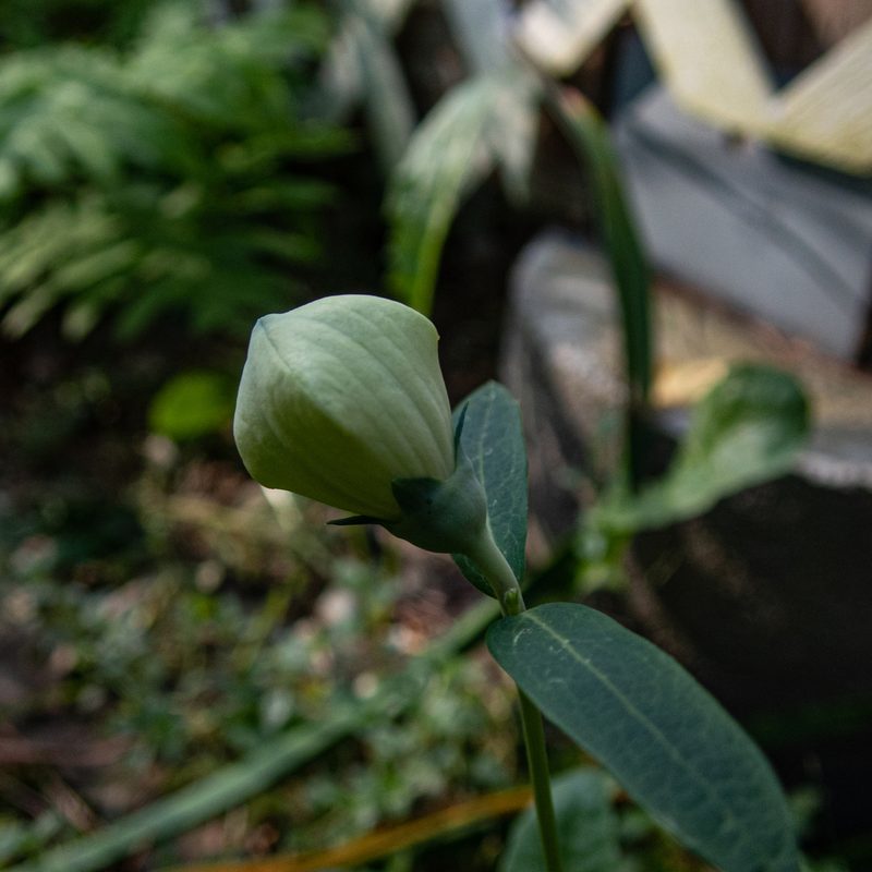 Platycodon grandiflorus, photographed by Betsy Lambert
