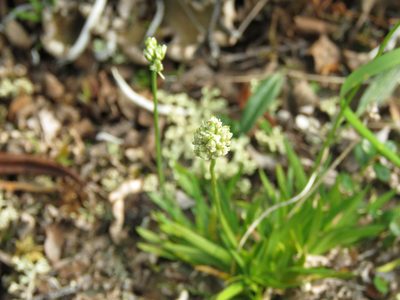 Tofieldia pusilla, photographed by Erin Springinotic