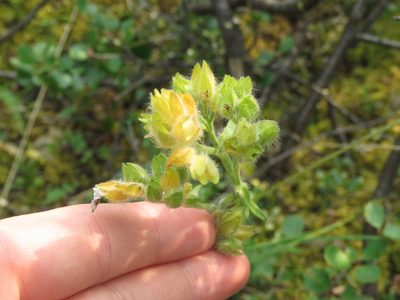 Polemonium villosum, photographed by Erin Springinotic